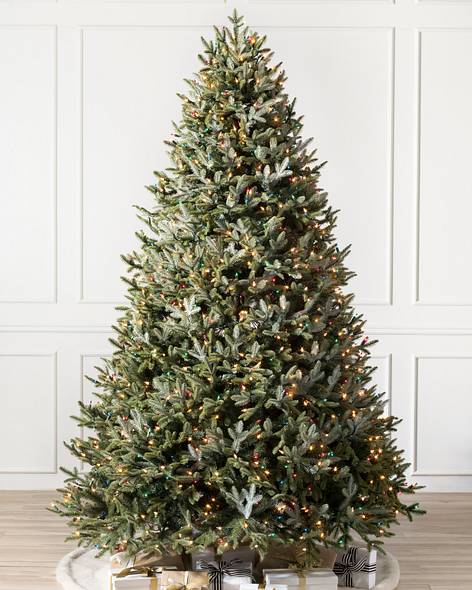 BH Fraser Fir Tree- child-1